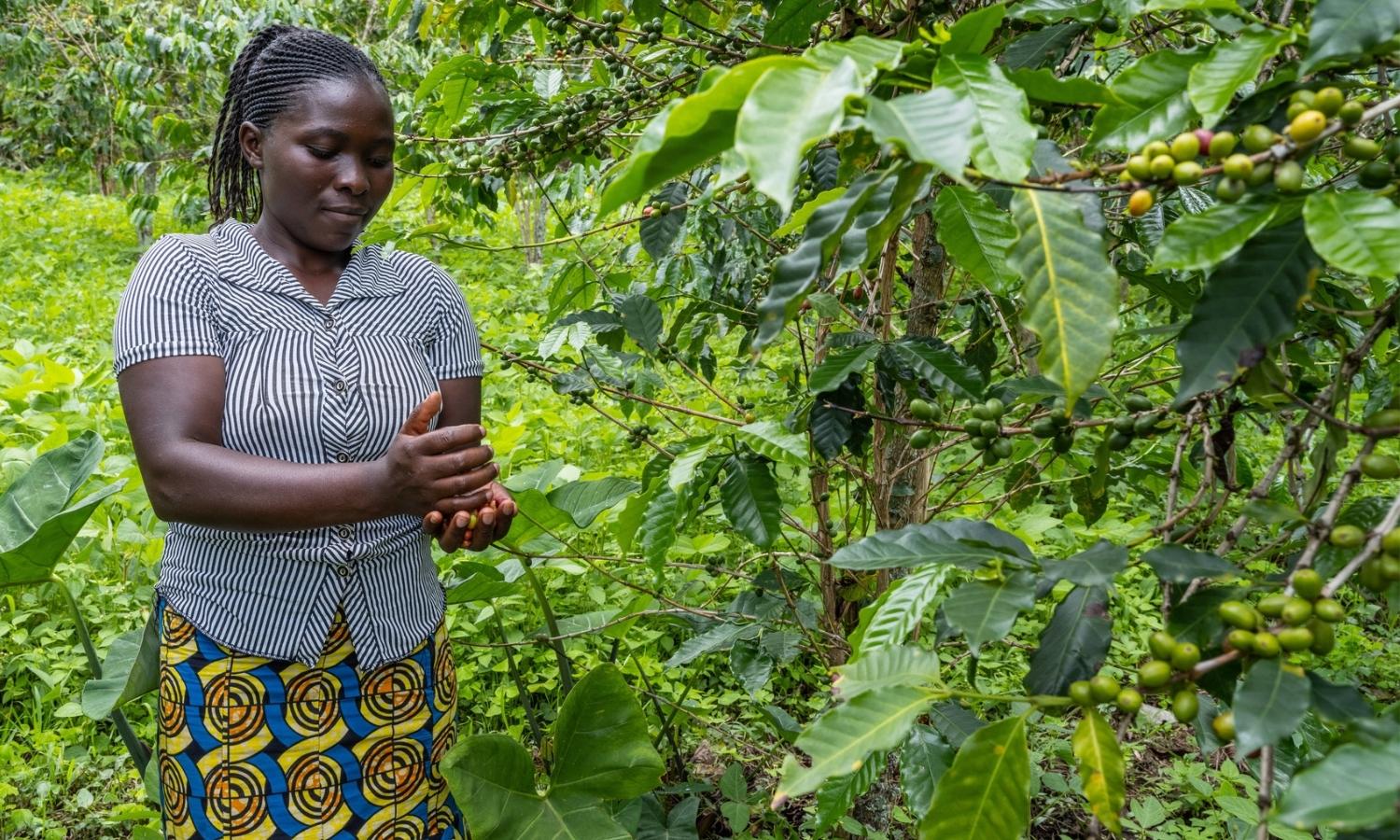 Congo Virunga en lata 250 g molido