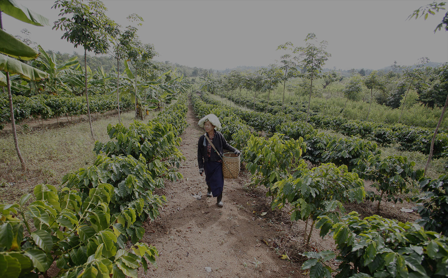 Montañas de Shan en lata 250 g molido